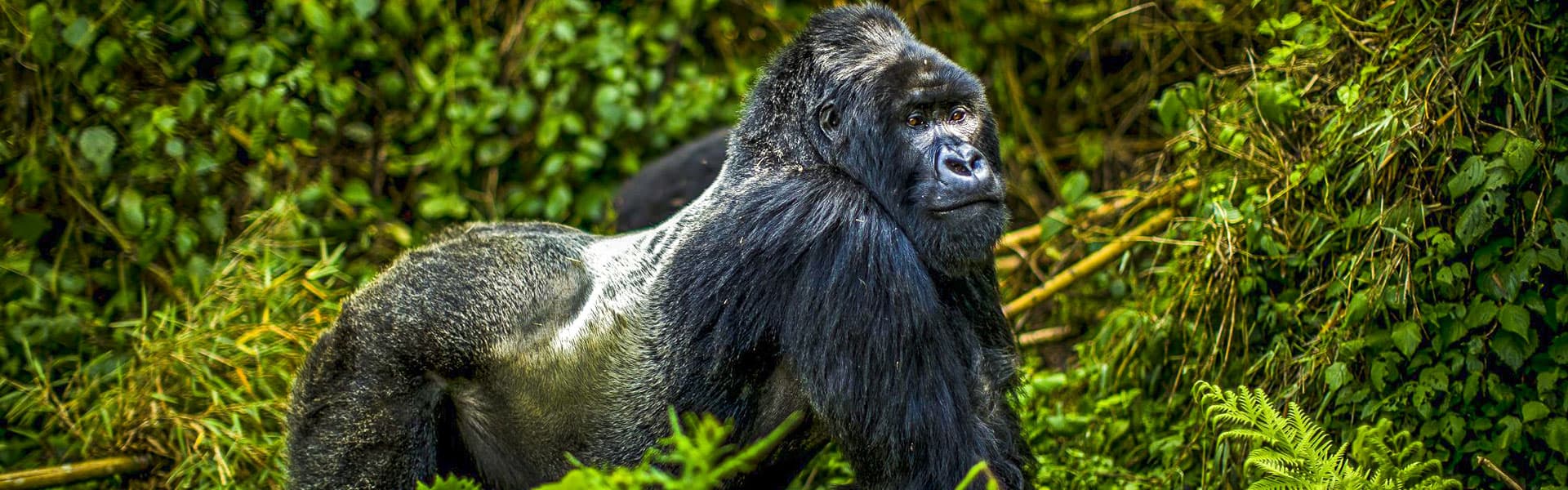 Gorillas in Rwanda